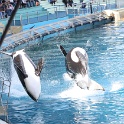 Marineland - Orgues - 040